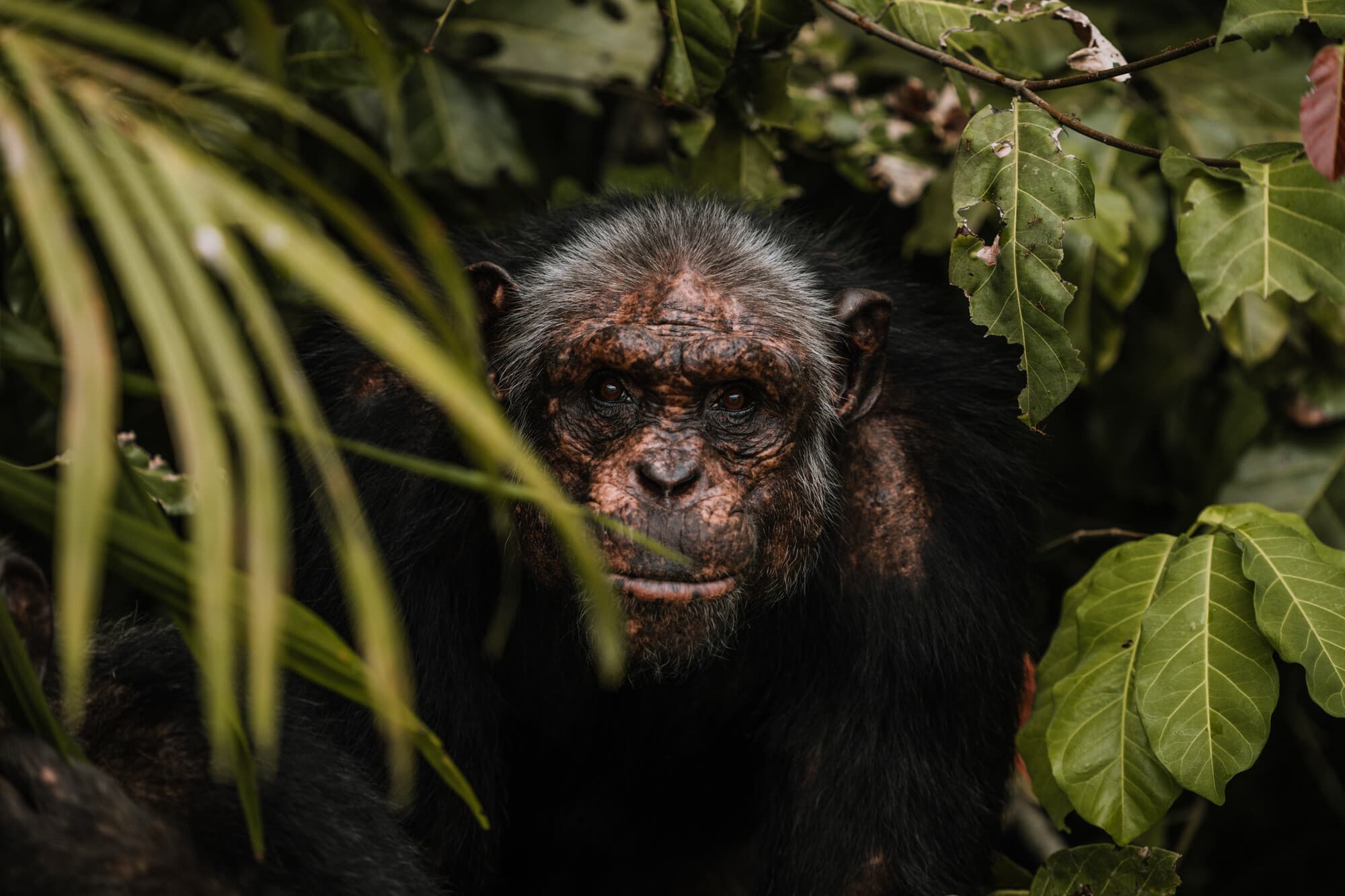 Navštívíme šimpanzí rezervaci Tchimpounga